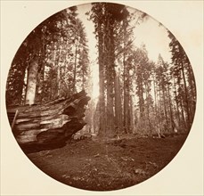 The Mother of the Forest From the Father of the Forest - Calavaras Grove, ca. 1878.