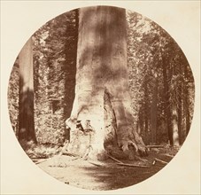The Mother of the Forest - Calaveras Grove, ca. 1878.