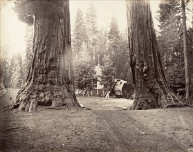 The Sentinels, 315 feet, Yosemite, ca. 1872, printed ca. 1876.