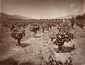 Vineyard of Camulos Ranch, 1876, printed ca. 1876.