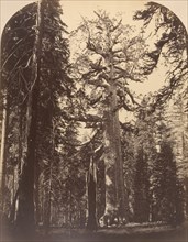 The Grisly Giant, Mariposa Grove, Yosemite, 1861.