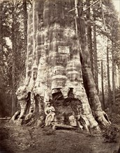 Mother of the Forest, 1865-66, printed ca. 1876.