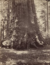 Section of the Grizzly Giant with Galen Clark, Mariposa Grove, Yosemite, 1865-66, printed ca. 1876.