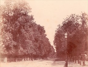 Allée bordée d'arbres, 1850-53.