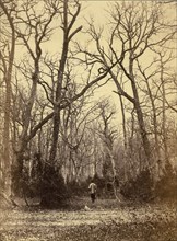 [Man in a Forest Landscape], ca. 1870.