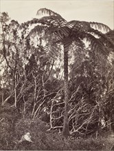 Fougère arborescente, 1863.