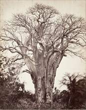 Baobab à Mohéli, 1863.