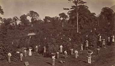 Coffee Harvesting, Las Nubes-Guatemala, 1875.