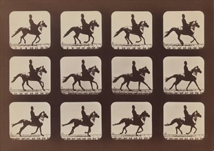 Attitudes of Animals in Motion, 1879, printed 1881.
