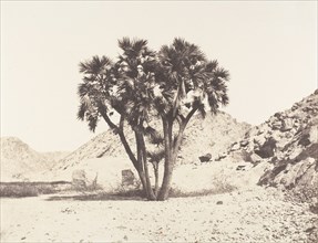 Environs de Fileh, Palmier Doum sur la Rive Orientale du Nil, 1851-52, printed 1853-54.