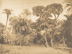 Bois de Dattiers et de Doums, à Hamarneh, 1849-50.