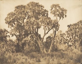 Palmiers Doums à Hamarneh, 1849-50.