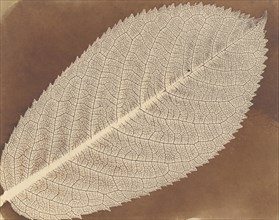 [Leaf], ca. 1839.