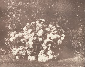 A Bush of Hydrangea in Flower, ca. 1842.