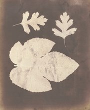 1. Foglia di Fico. 2. Foglia di Spino bianco, ossia Crataegus, 1839-40.