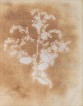 [Photogenic Drawing of a Plant], 1839-40.