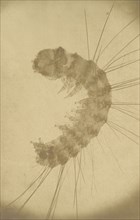 [Microscopic view of an insect], ca. 1853.