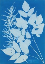 Spiraea aruncus (Tyrol), 1851-54. This botanical study is the first work by the British artist Anna Atkins. The cyanotype is of several sprigs of a Tyrolean flowering shrub and is a superb example of ...
