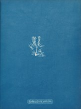 Sphacelaria filicina, ca. 1853.