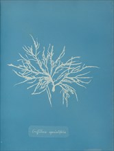 Griffithsia equisetifolia, ca. 1853.