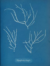 Polysiphonia elongata, ca. 1853.