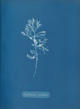 Cystoseira ericoides, ca. 1853.