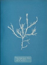 Fucus æruginosus Turner. "Med. Sea Sisbon" New to Britain., ca. 1853.