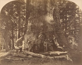 Section of Grisly Giant, Mariposa Grove, 1861.