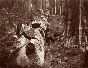 The Father of the Forest, 112 feet circumference, Calaveras Grove, 1865-66, printed ca. 1876.