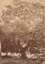 The Walnut Tree of Emperor Charles V, Yuste, 1858.