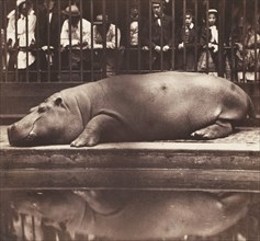 The Hippopotamus at the Zoological Gardens, Regent's Park, 1852.