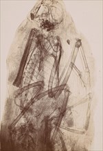 [X-Ray of the Mummy of a Raptor], 1896.