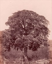étude d'arbre, 1850-53.