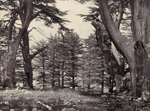 Cedars of Lebanon, ca. 1857.