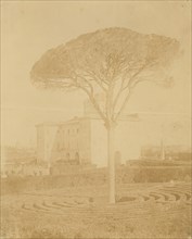 [Tree in Formal Garden Outside Palazzo], 1860s-70s.