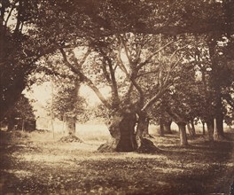 Hollow Oak Tree, Fontainebleau, 1855-57.
