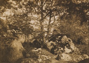 [Oak Tree and Rocks, Forest of Fontainebleau], 1849-52.