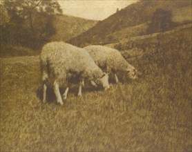 Sheep, 1901.