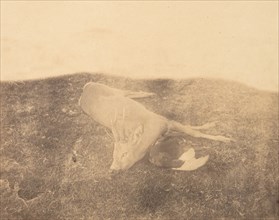 Dead Roe Buck, ca. 1856-59.