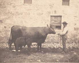 Prize Cow and Calf, ca. 1859.
