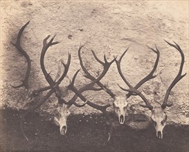 Stags Heads - Dibedale, ca. 1856.