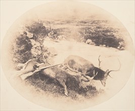 Two Stags, One Shot by Mr. Ross and the Other by Mrs. Ross, ca. 1858.