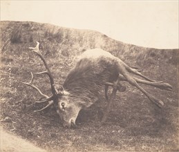 Stag Shot by Mrs. Ross, ca. 1857.