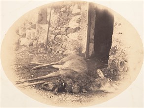 Dead Female Deer and Game Bird, ca. 1856-59.