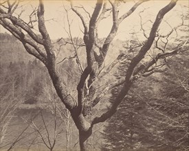 Tree, ca. 1858.