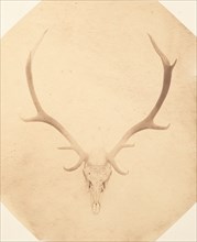 Stag Trophy Head, Killed by Ned Ross, ca. 1858.