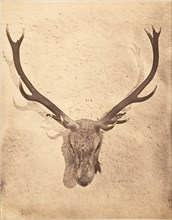 Stag Trophy Head Killed by Ned Ross, ca. 1857.