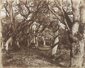 A Peep in Leigh Woods, 1853-56.