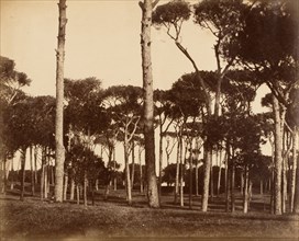 Stone Pines, Villa Pamfili Doria, Rome, 1856.