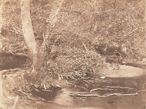 [Tree and Brush in Creek Scene], 1853-56.